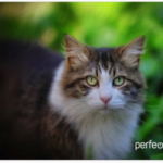 Perfeo Коврик для компьютерной мыши "Cat", Рис.24 (180*220*2 мм), ткань+резиновое основание