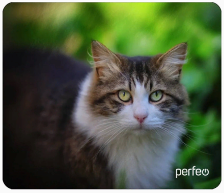 Perfeo Коврик для компьютерной мыши "Cat", Рис.24 (180*220*2 мм), ткань+резиновое основание 1 Perfeo Коврик для компьютерной мыши "Cat", Рис.24 (180*220*2 мм), ткань+резиновое основание 1