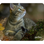 Perfeo Коврик для компьютерной мыши "Cat", Рис.27 (180*220*2 мм), ткань+резиновое основание