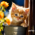 Perfeo Коврик для компьютерной мыши "Cat", Рис.42 (240*200*2 мм), ткань+резиновое основание